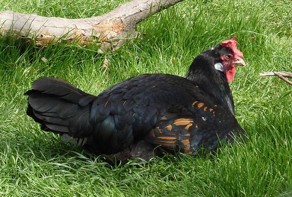 Gallina Bergische Kräher