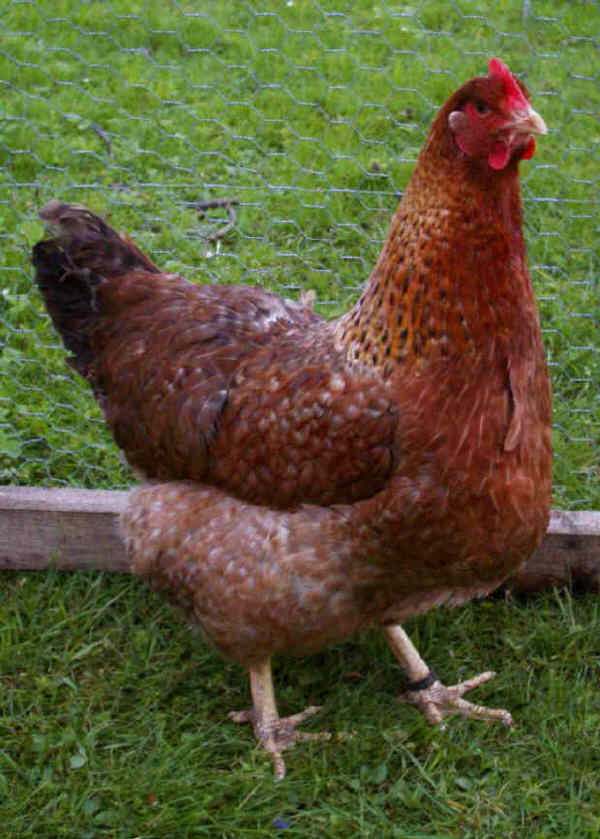 Gallina di razza Bielefelder 