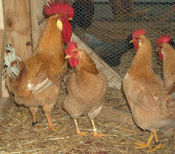 Gallo e galline di razza Bionda Piemontese 