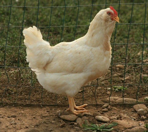 Gallina Boffa