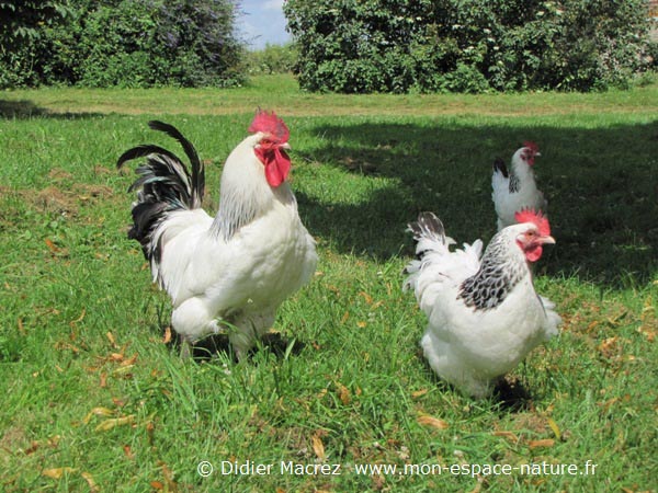 Gallina di razza Bourbonnaise