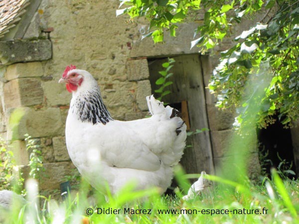 Gallo di razza Bourbonnaise