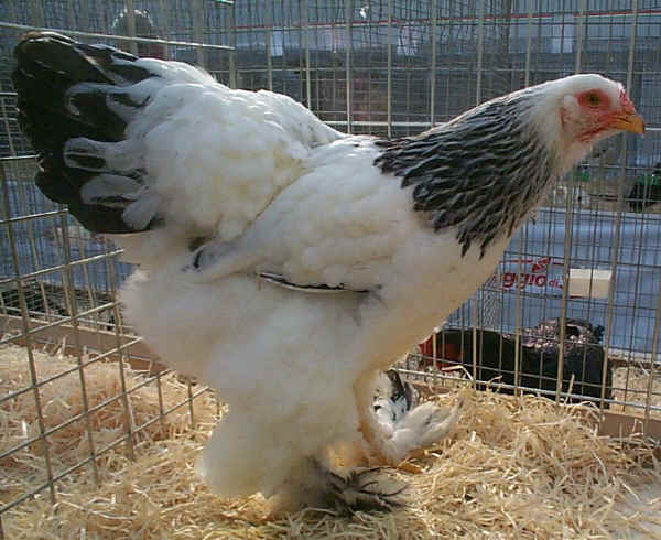 Gallina di razza Brahma bianco columbia