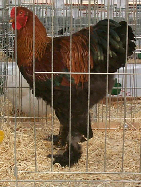 Gallo di razza Brahma perniciata a maglie nere 