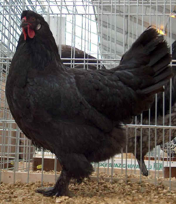 Gallina di razza Breda nera 