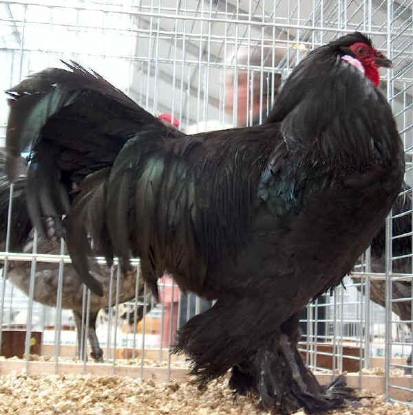 Gallo di razza Breda nera 