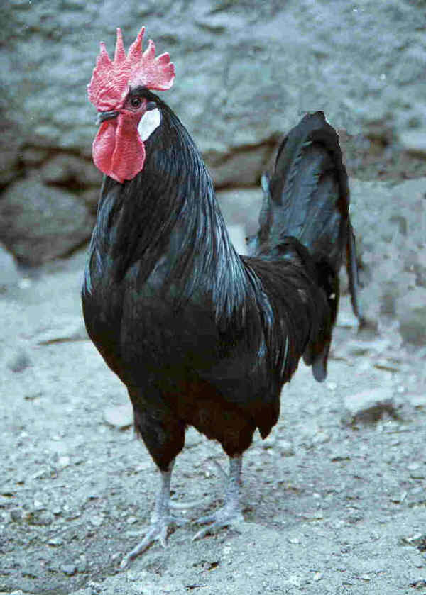 Gallo di razza Bresse nera 