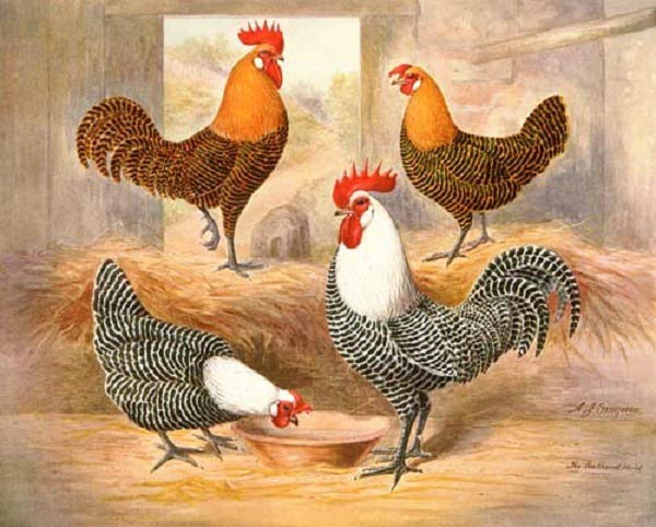 Gallo e galline di razza Campine barrata argentata