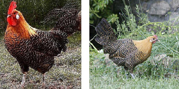 Gallo Campine barrato dorato