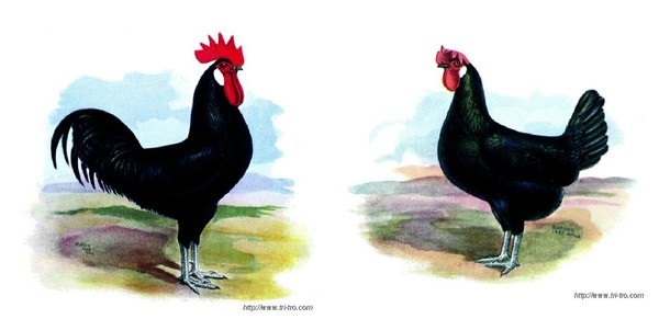 Gallina di razza Castigliana