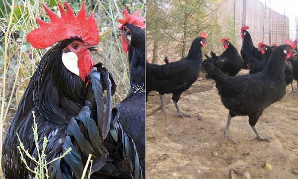 Gallo di razza Castigliana