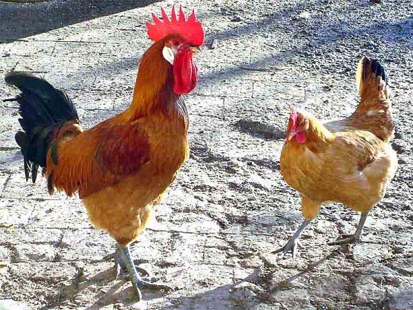 Gallo di razza Catalana del Prat