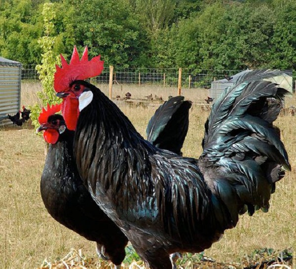 Gallina nera di Caussade