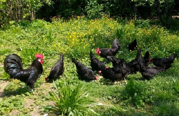 Gallina nera di Caussade