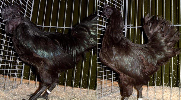 Cemani