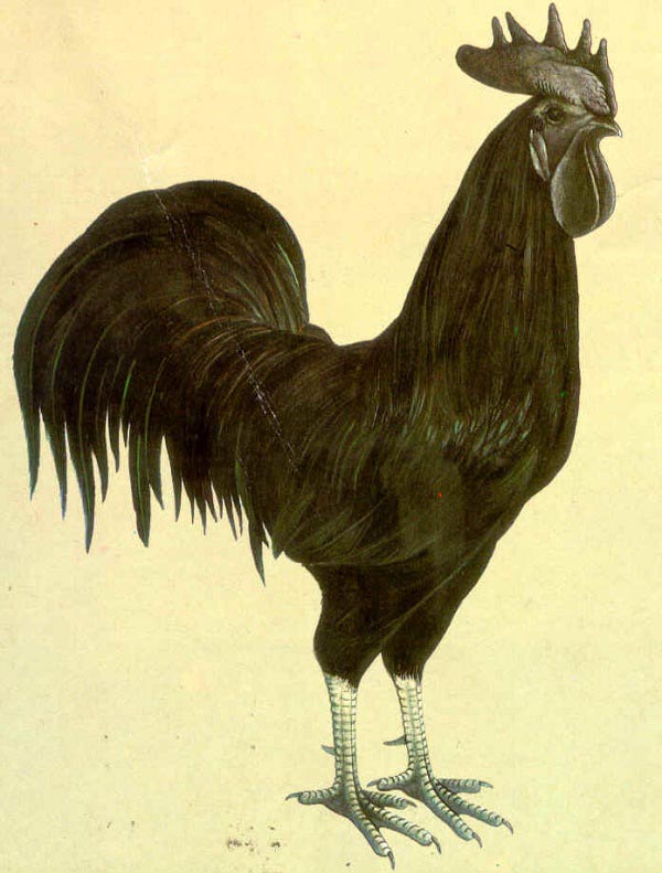 Cemani