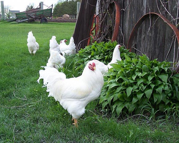 Gallo di razza Chantecler bianca