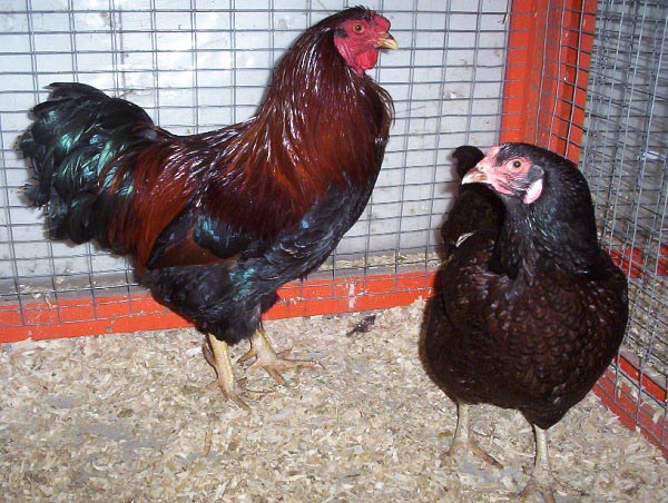 Gallina di razza Chantecler perniciata