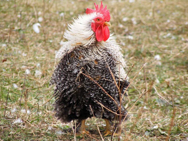 Gallo Cocincina nana riccia