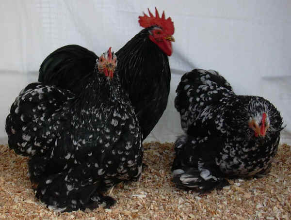 Gallo e galline Cocincina Nana nera picchiettata bianco (foto Simone Ceppolina) 