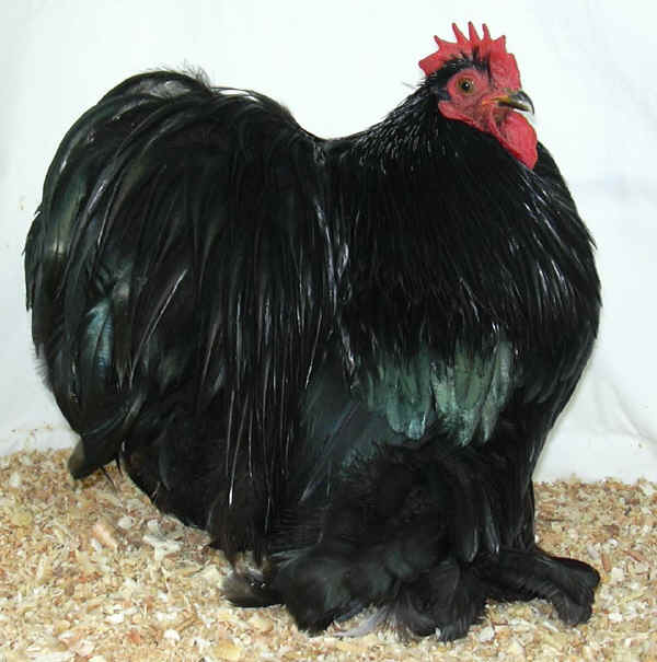 Gallo di razza Cocincina Nana nera