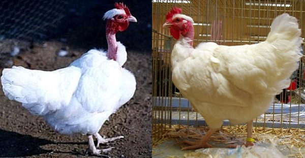 Gallina di razza Collo nudo di Forez