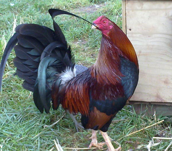 Gallo Combattente Inglese Antico