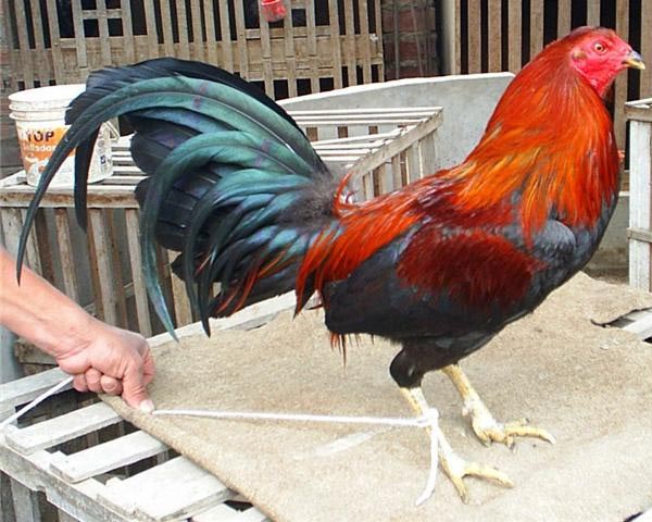 Gallo Combattente del Nord