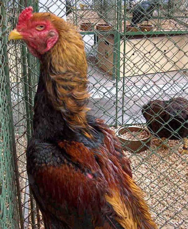 Gallo di razza Combattente Shamo collo oro