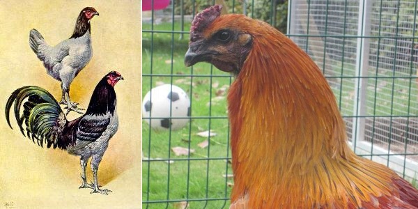 Gallo e gallina Combattente di Liegi