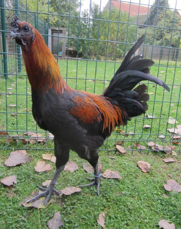 Gallo Combattente di Liegi nero