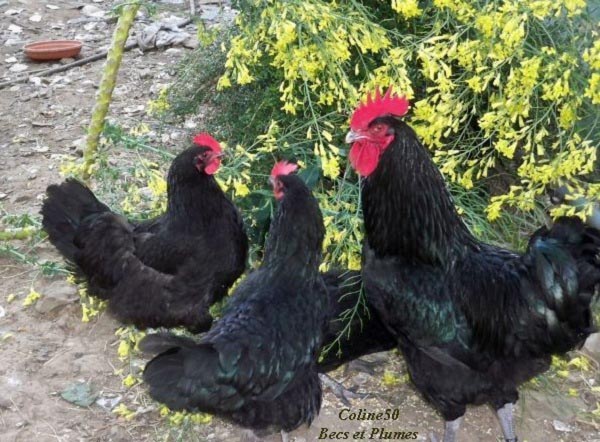 Gallo di razza Cotentine