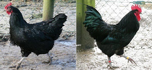 Gallo di razza Cotentine