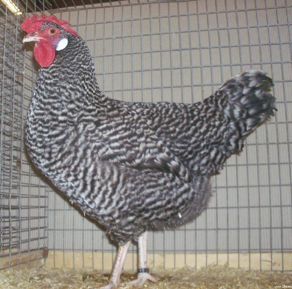 Gallina di razza Deutsche Sperber