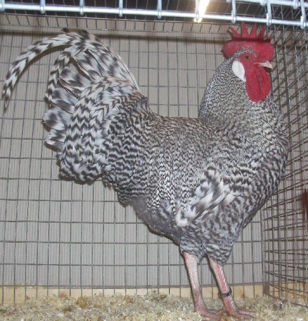 Gallo di razza Deutsche Sperber