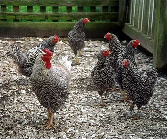 Gallo e galline di razza Domenicana 