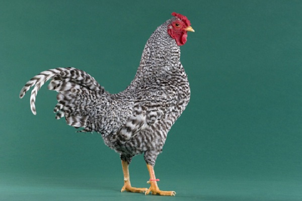 Gallo e galline di razza Domenicana 