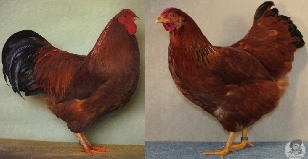 Gallo e gallina Dresdener