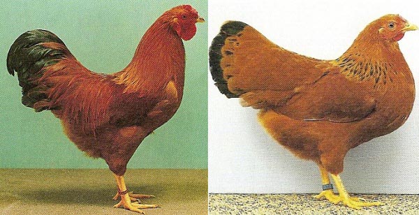 Gallo e gallina Dresdener