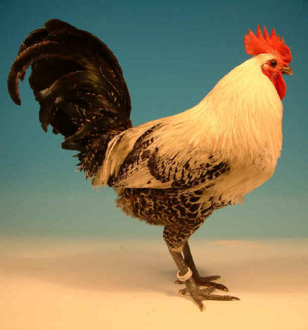 Gallo Egyptian Phayoumi 