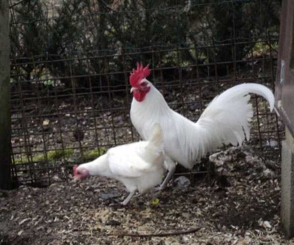 Gallo e gallina di razza Famenne