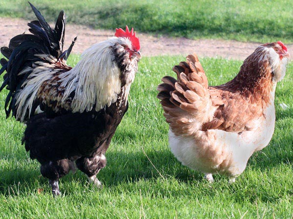 Gallina e gallo di razza Faverolles