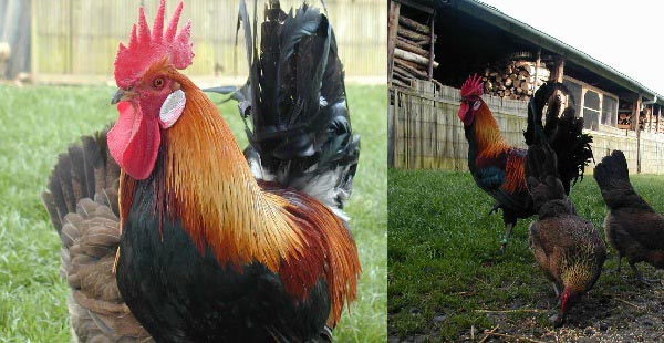 Gallo di razza Gauloise