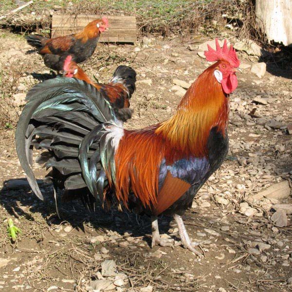 Gallo di razza Gauloise