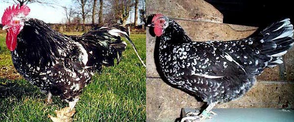 Gallo di razza Gournay