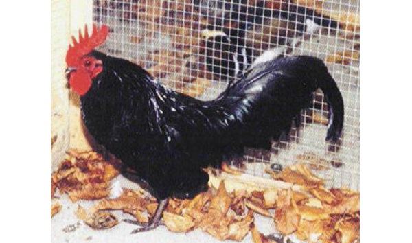 Gallo e gallina di razza Herve