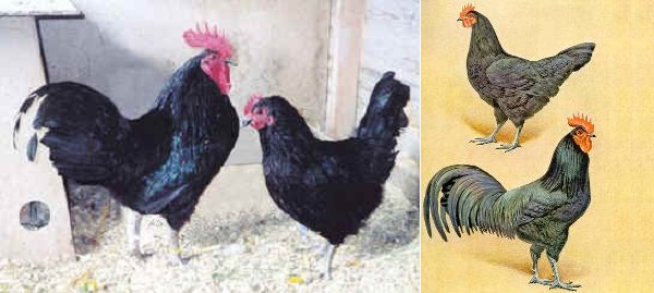 Gallo e gallina di razza Herve