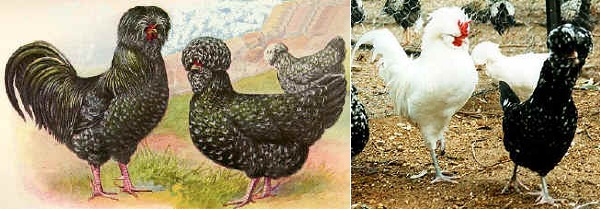 Gallina e gallo di razza Houdan