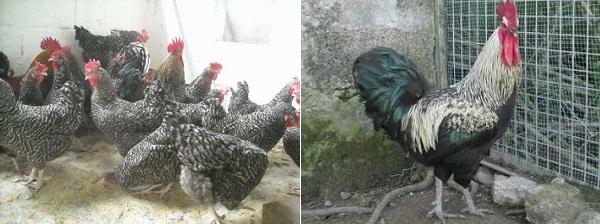 Ibicenca - Gallina Eivissenca