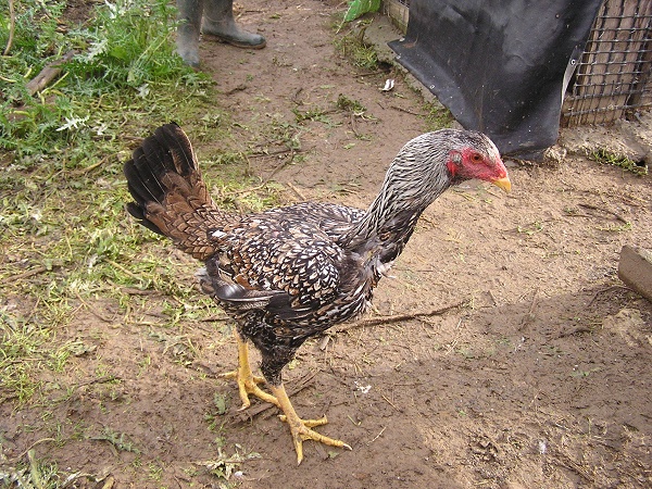 Indio Gigante Brasiliano